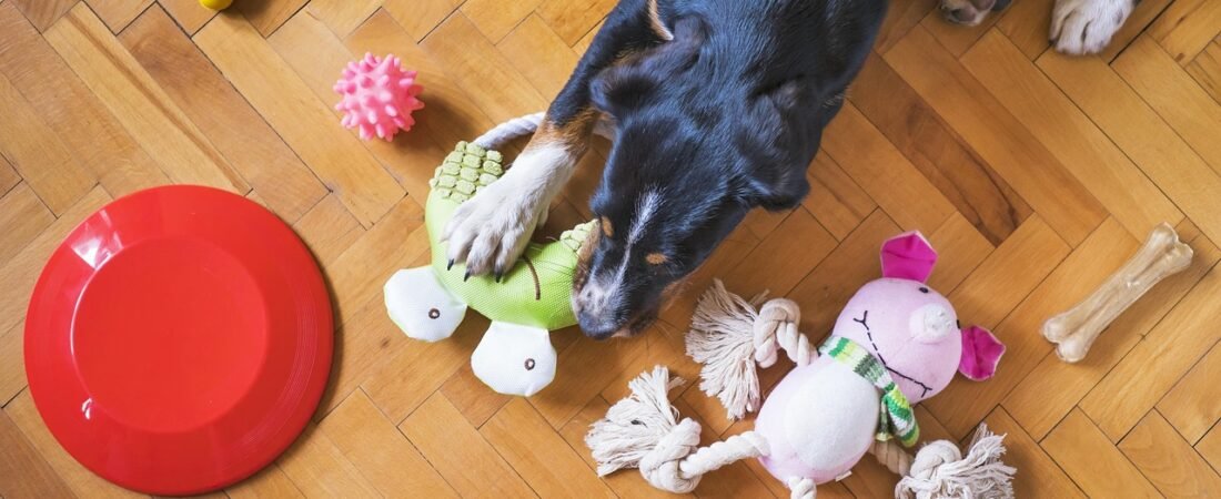 분리불안 완화용 자동 장난감·퍼즐 토이 고를 때 확인할 5가지